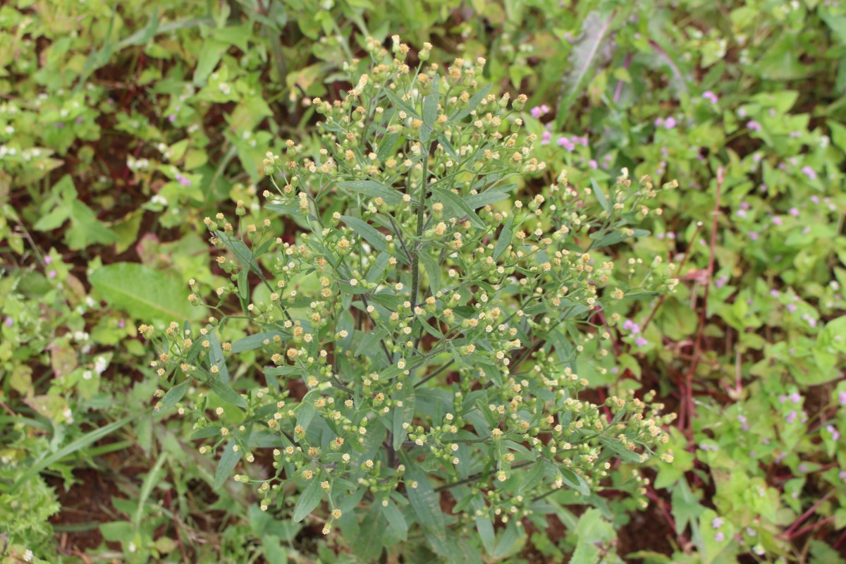 Erigeron bonariensis L.